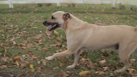 a dog running happy on the farm, animals playing outside, close up shot