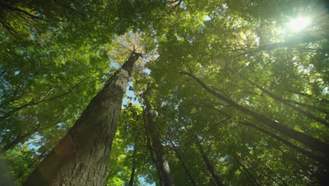 camera pans while looking straight up at the canopy of the forest, as the sun peeks through the tree-cover creating a lens flare