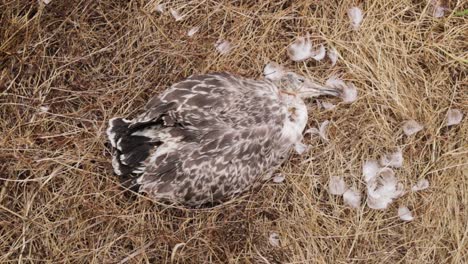 top view of dead seagull bird body and feathers on brown straw ground, close up static