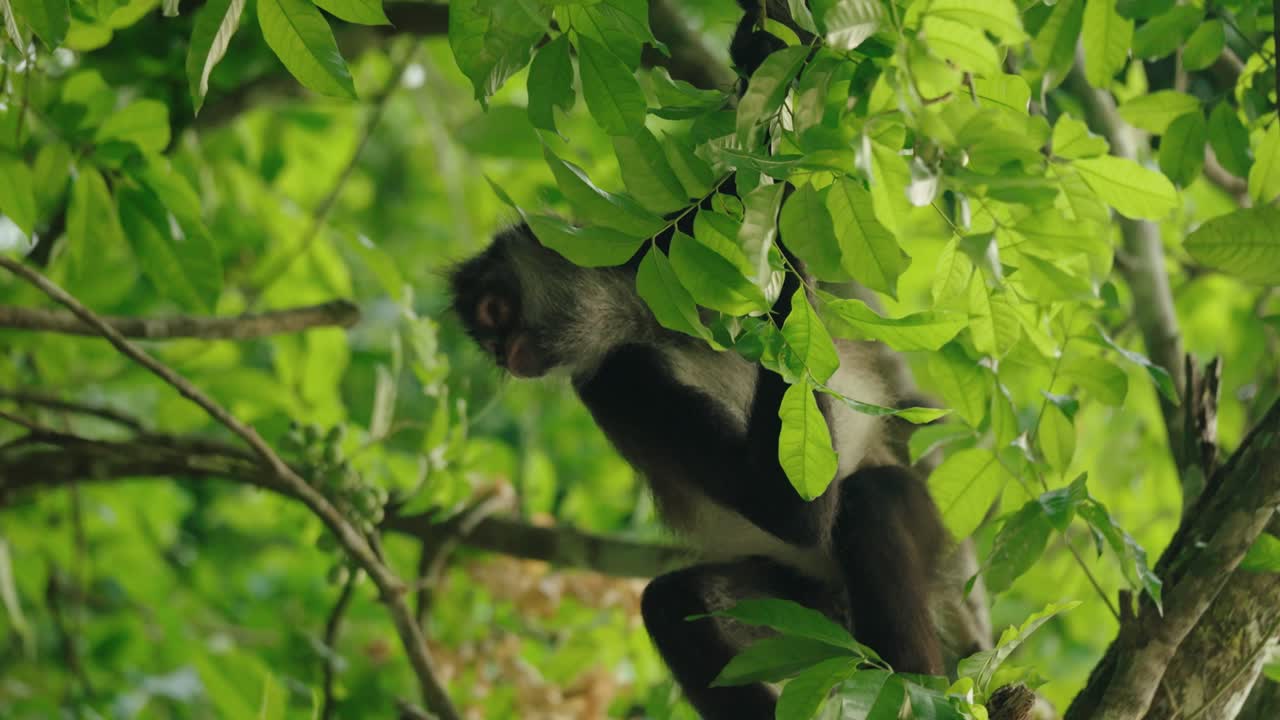 A spider monkey partially hidden among green foliage in the treetops of Tikal's tropical jungle.