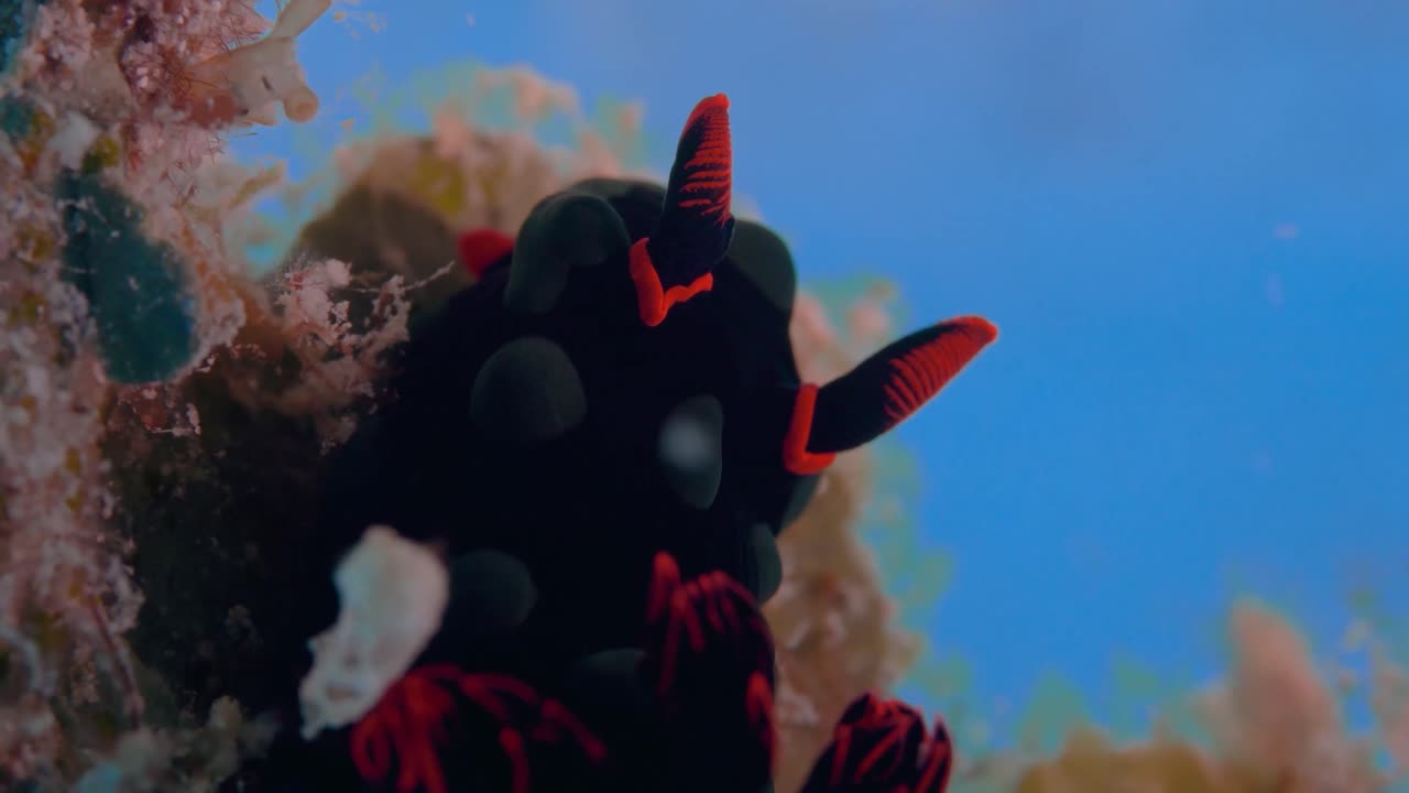 вид сзади на нудибранха, смотрящего вверх по толще воды