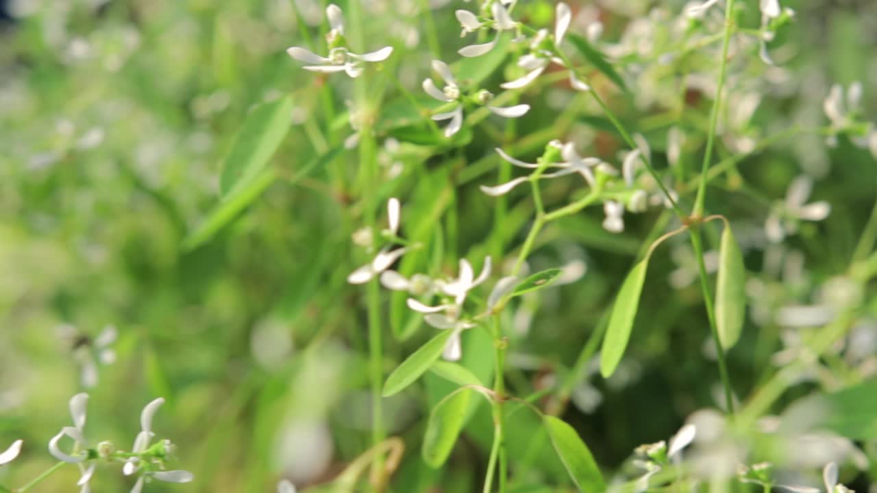 pequeña flor blanca con hoja verde, fondo de luz solar blanca, pan de cámara