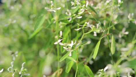 little white flower with green leaf, white sun light background, camera pan