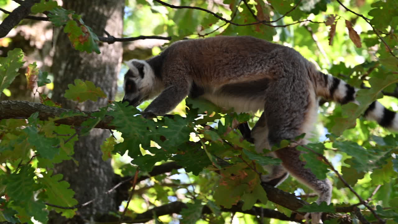 primer plano, un lémur se mueve a través de un bosque en las ramas de los árboles, animal del zoológico
