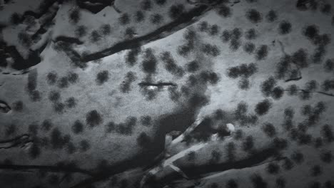 black and white microscopic view, showcasing numerous irregularly shaped bacteria clusters scattered across the field of view with varying densities