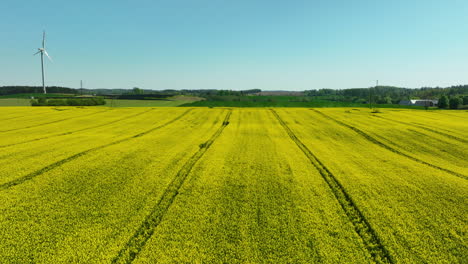 Vista-Más-Cercana-De-Un-Gran-Campo-Con-Cultivos-De-Flores-Amarillas,-Con-Una-Turbina-Eólica-Al-Fondo