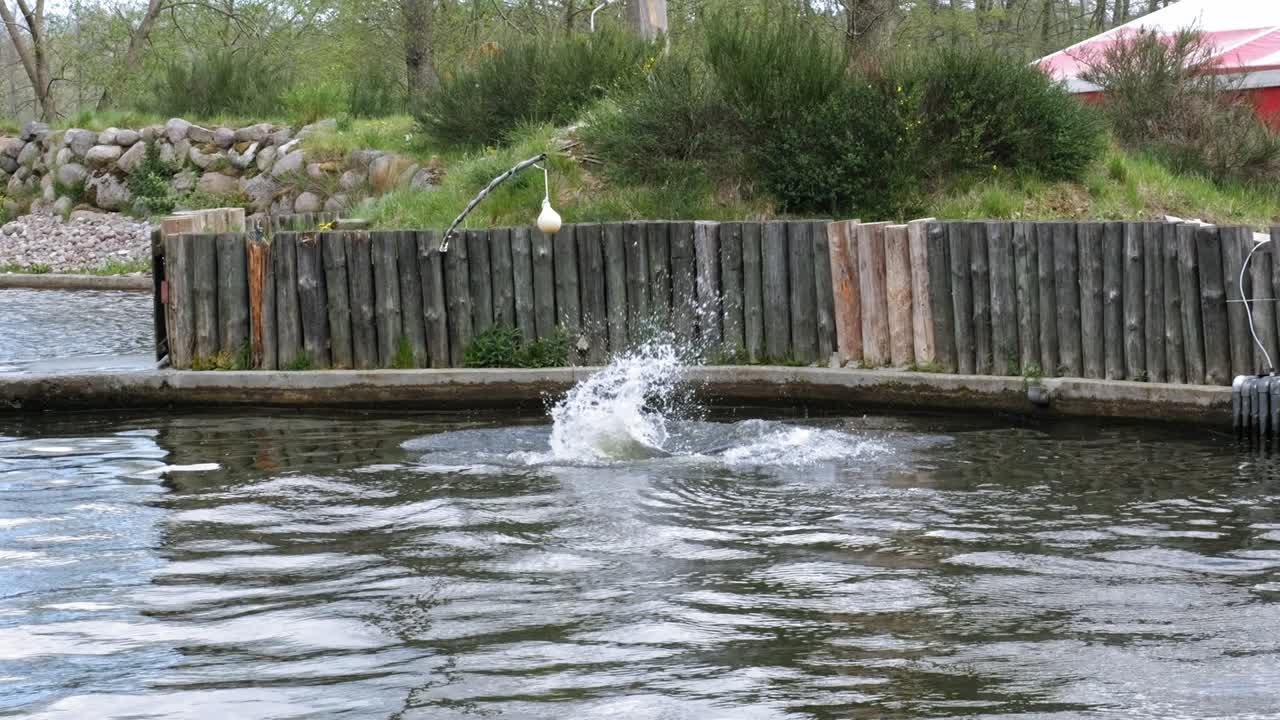 회색 바다표범이 물에서 뛰어내려 공원에서 매달린 공을 터치합니다.