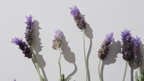 Video-of-lavender-flowers-and-leaves-with-copy-space-on-white-background