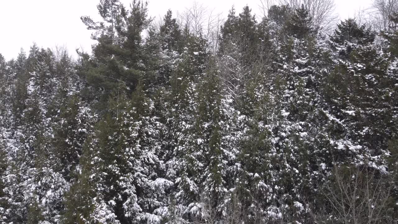 Snow is falling on evergreen and bare trees in a forest near Sherbrooke, Canada, during a cloudy winter day