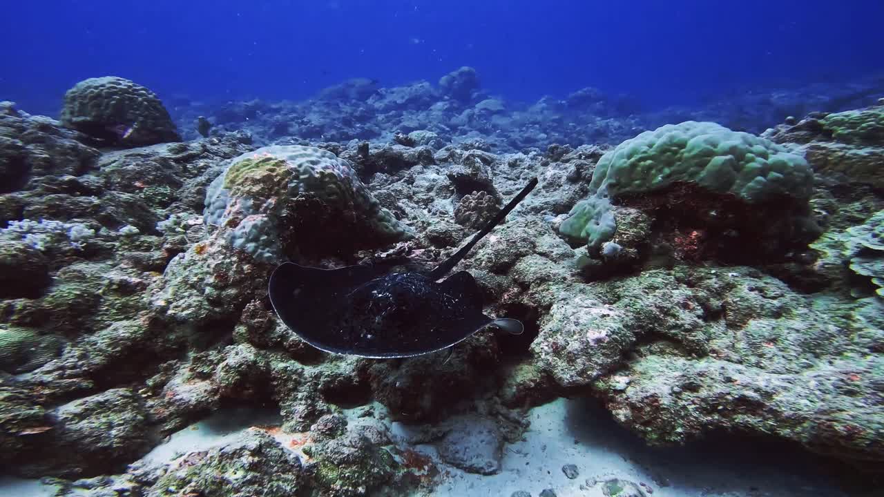 커다란 스팅레이가 카메라를 쳐다보고 헤엄치고 있습니다.