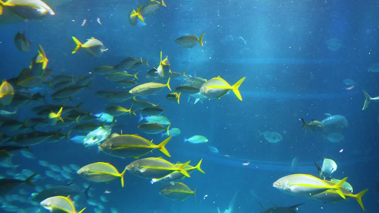 함께 수영 하는 생동감 있는 물고기 들 의 무리