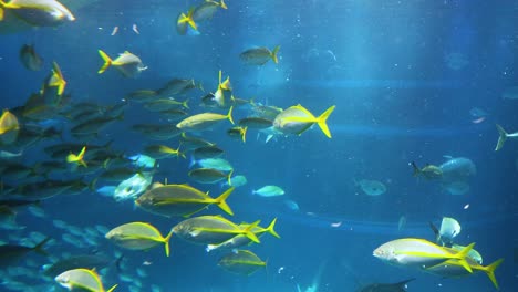 un vibrante grupo de peces nadando juntos