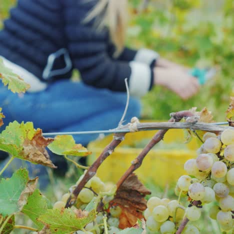 a woman farmer sits near a vineyard picking bunches of grapes