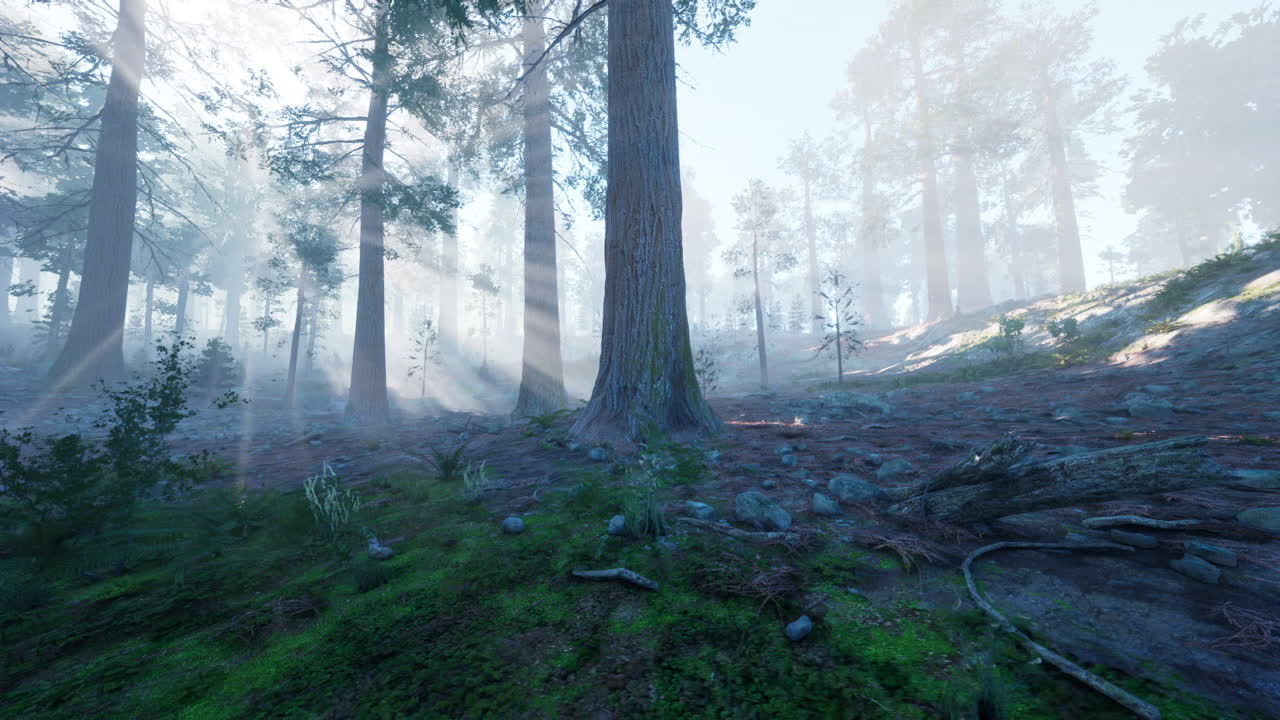 빛이 안개 숲을 가로질러 흐른다