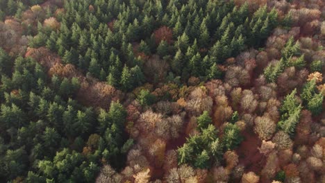 Amplia-Vista-De-Los-árboles-En-Colores-Otoñales-En-El-Bosque-De-Oudemirdum,-Antena