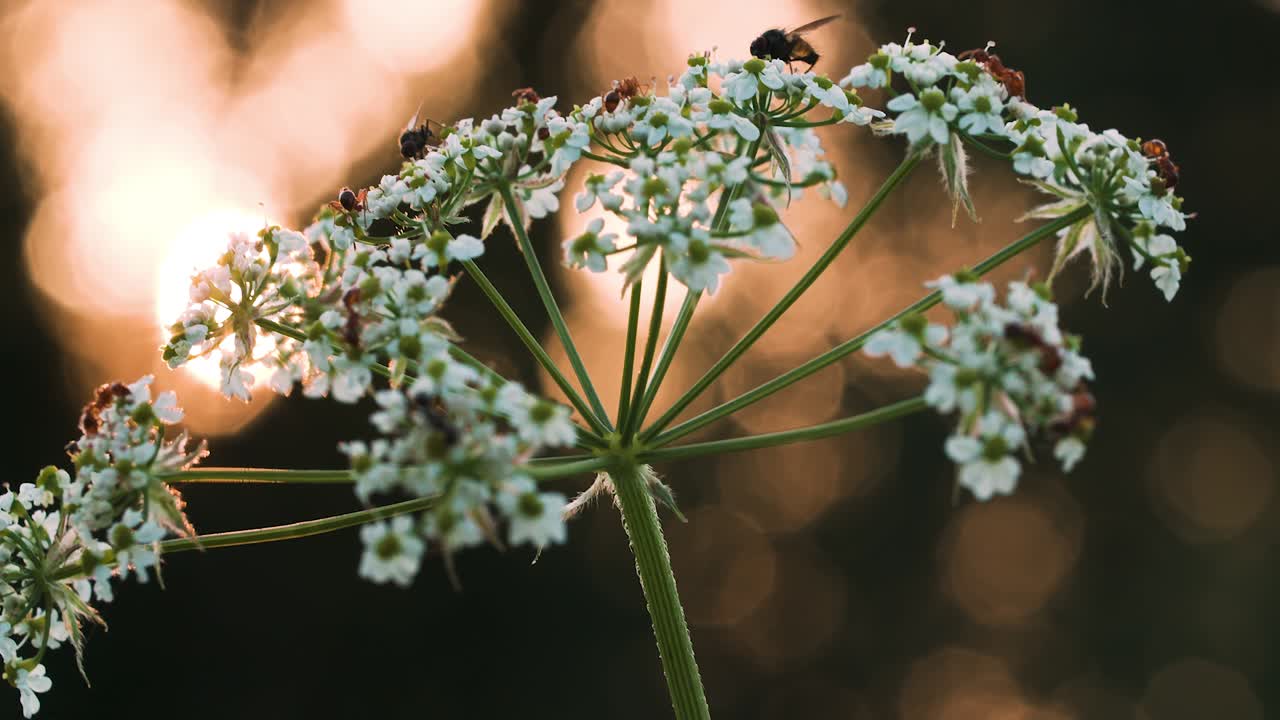White Flowers with Insects at Sunset