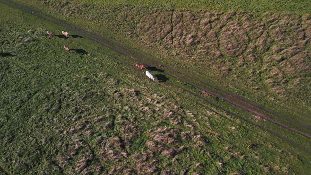 목초지에 말곰팡이가 있는 말 떼