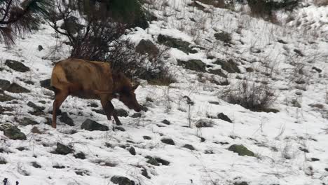 Alce-Hembra-Rascándose-La-Cabeza-En-Un-Terreno-Nevado-Del-Bosque-Nacional-De-Boise-En-Idaho,-EE.UU.