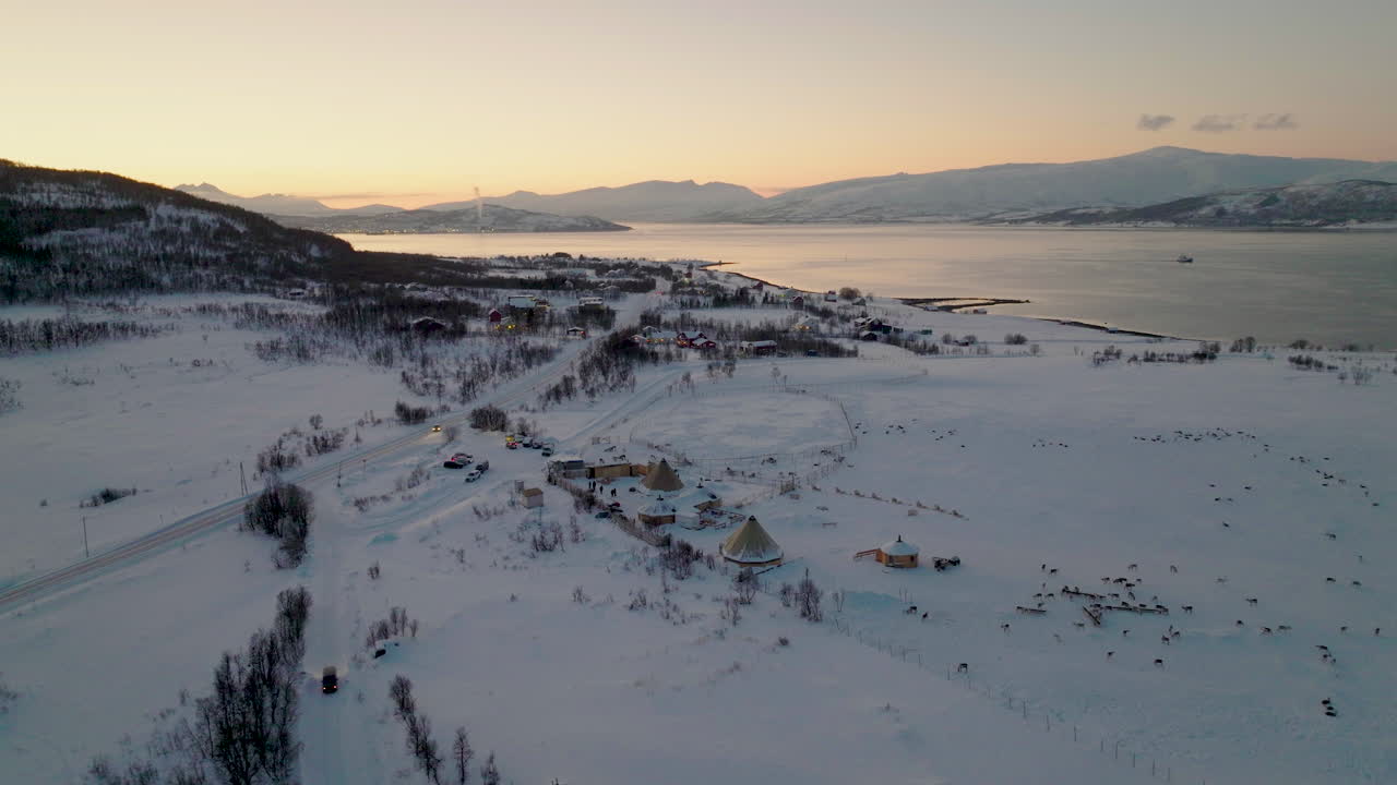 vista de ángulo alto de la manada de renos en pastos de invierno, luz dorada del atardecer