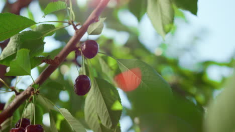 woman collecting berry closeup in big farmland plantation. cultivation concept