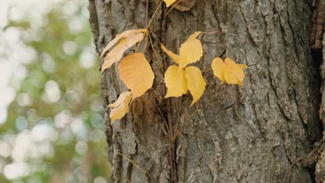 Las-Hojas-Rojas-Amarillas-Crecen-Al-Lado-De-Un-árbol-En-El-Bosque-Durante-La-Temporada-De-Otoño