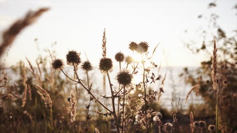 sunset over wildflowers by the lake