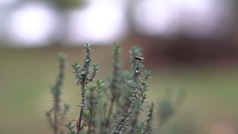 Eine-Rosmarinpflanze-In-Einem-Grünen-Garten-An-Einem-Bewölkten-Tag,-Mit-Einem-Vom-Wind-Bewegten-Köder