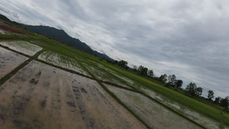 Schnelles-FPV-Fliegen-über-Grüne-Reisfelder-Im-Ländlichen-Chaing-Rai,-Thailand
