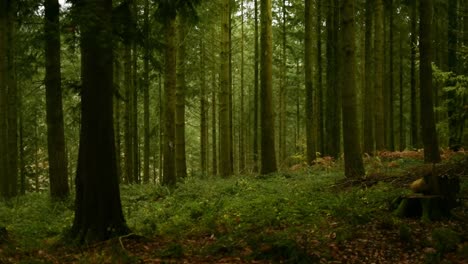 el bosque de verduras de mal humor todavía disparado