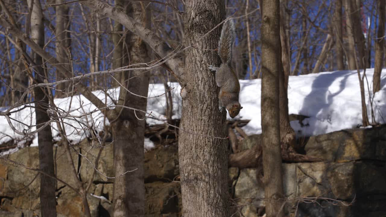 Cool Squirrel Climbs Down Tree in Slow Motion