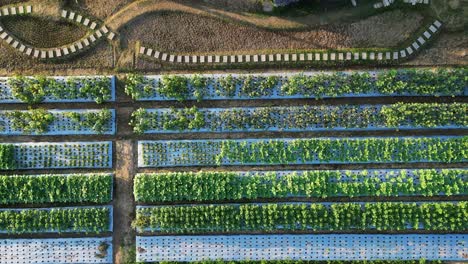 drone top down, nursery orchard low sunlight shining across planter boxes