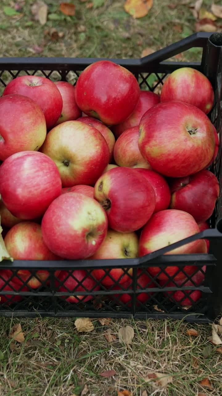 Picking orchard organic fruits. Apple harvesting in basket.