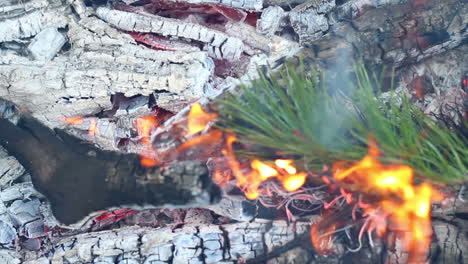 pine branch burn in campfire. closeup. branch of evergreen tree burns in fire