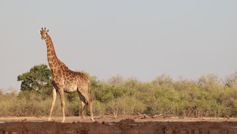 wide shot of a female giraffe walking a circle before looking back at the camera. filmed from an underground hide at low angle in mashatu game reserve, botswana