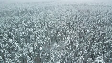 Aerial-view-of-a-frozen-pine-tree-forest-with-snow-covered-trees-in-winter