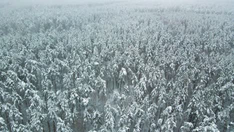 aerial view of a frozen pine tree forest with snow covered trees in winter