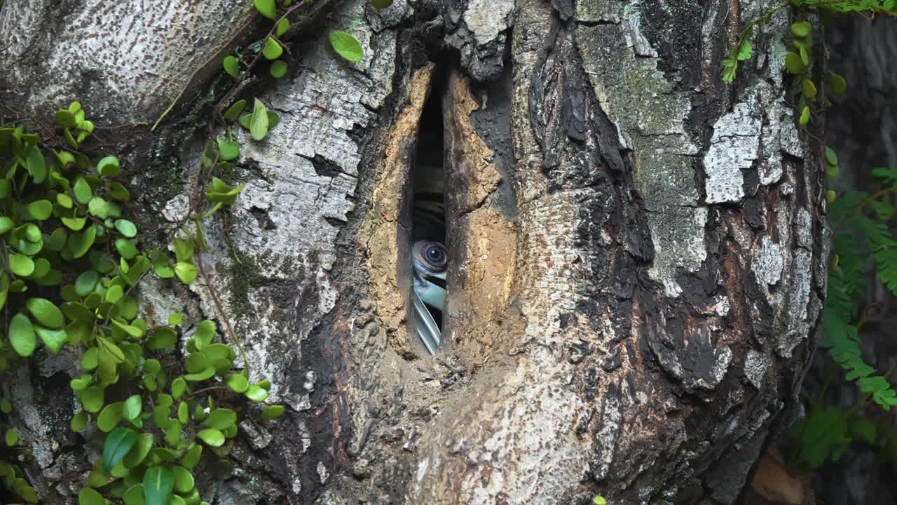 Nest Hole On The Tree Trunk With Adult Female Oriental Pied Hornbill Inside. Close-up Shot