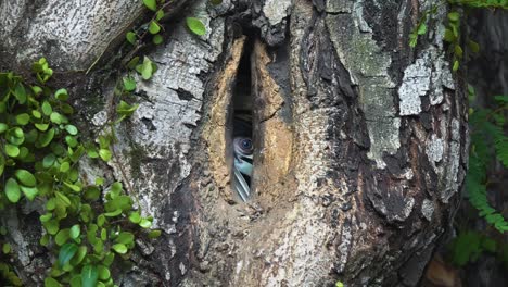 nest hole on the tree trunk with adult female oriental pied hornbill inside. close-up shot