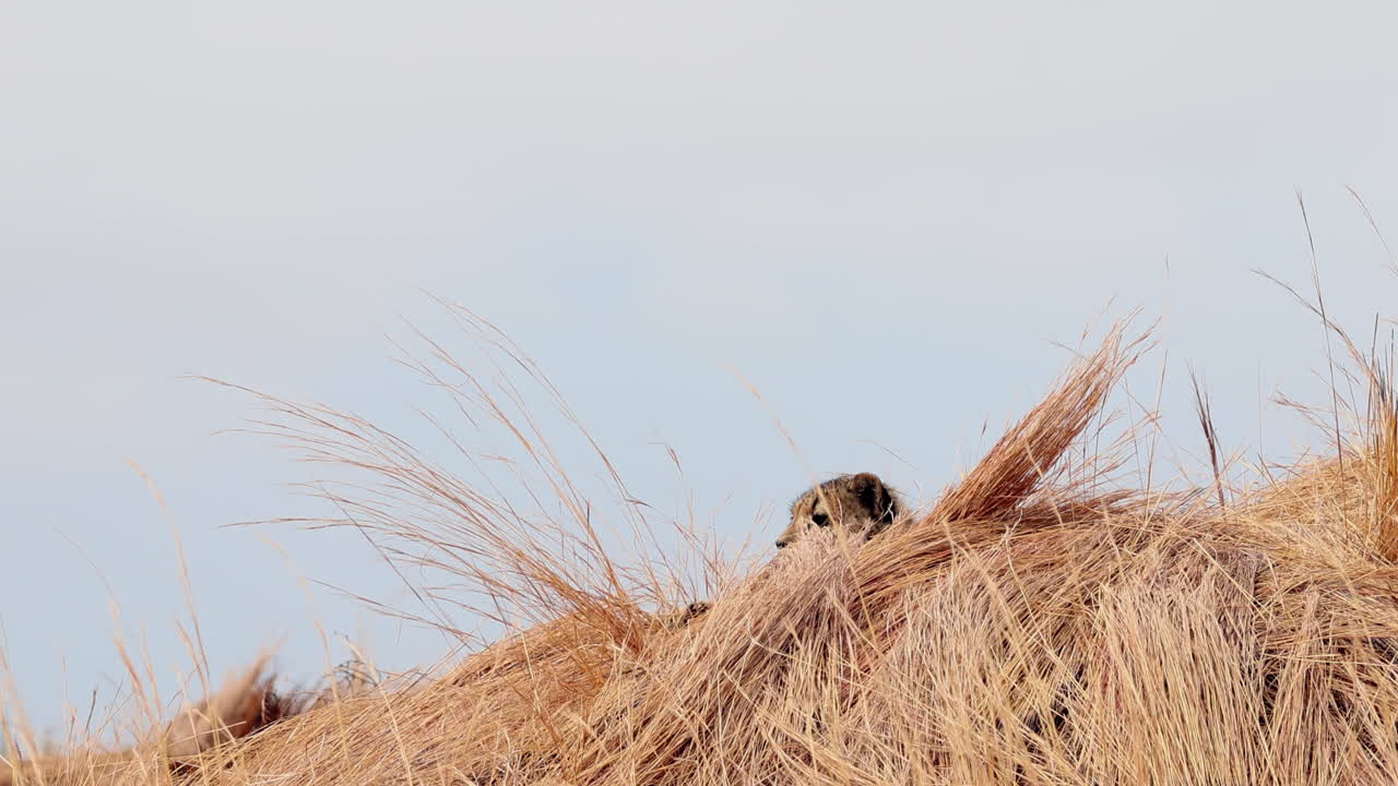 Silly cheetah lying down and playing on dried thatching grass in veld