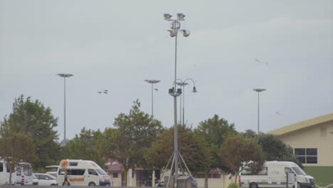 wide shot of a bunch of brids flying