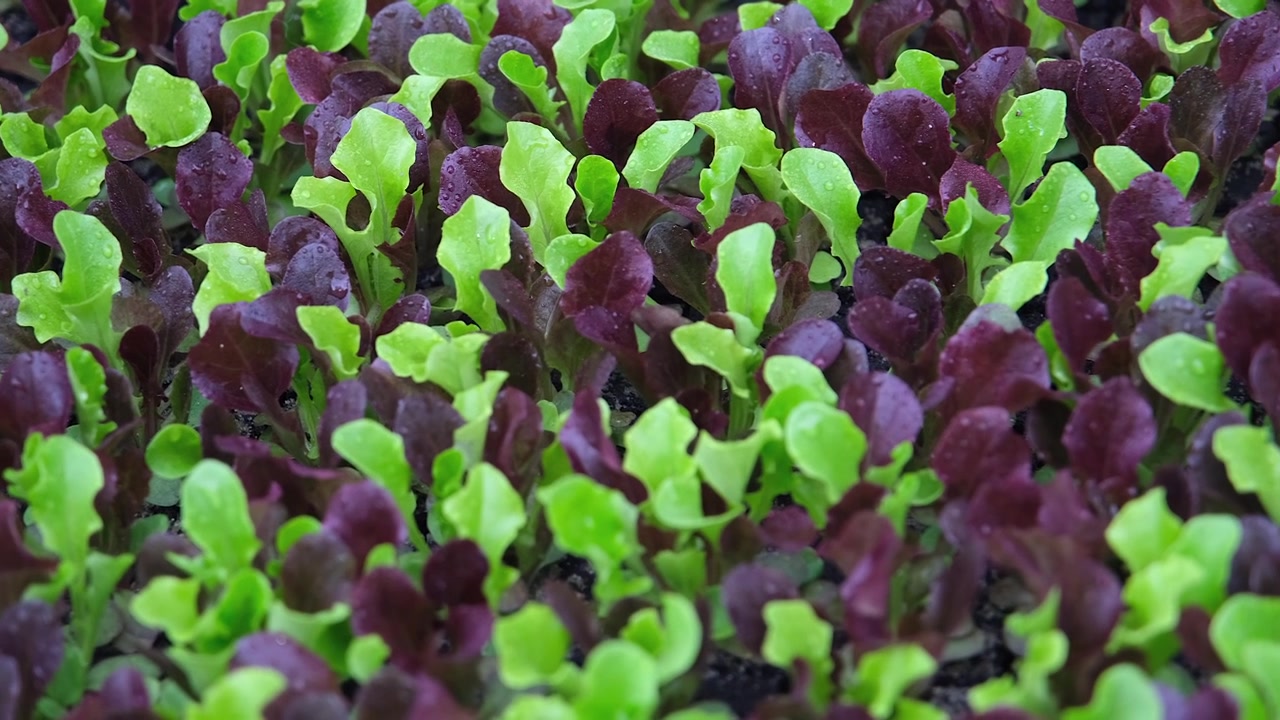 Un delizioso mix di lattuga in miniatura e piante di insalata verde in una cassetta da giardino irrigata, vibrante e pronta per l'acquisto e il reimpianto.