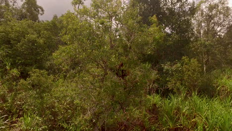 passing by a wild orangutan in the jungle