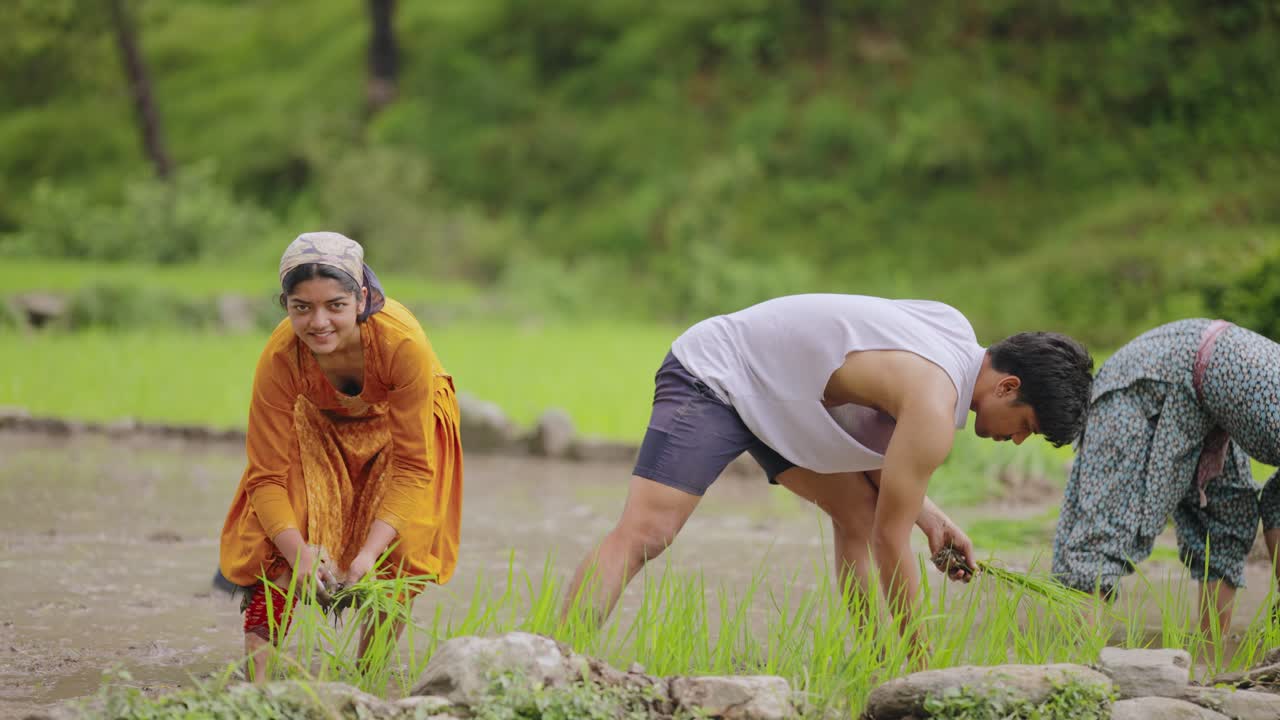 Rural Indian farmers, both men and women, bent over muddy fields, manually planting rice during monsoon season, 4k video