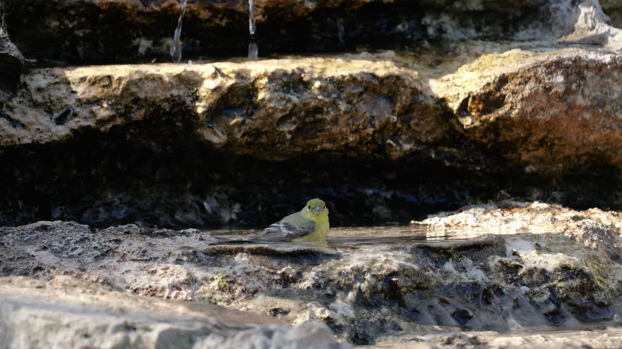 Lesser Goldfinch bathing in a pool of water in a waterfall - Spinus Psaltria