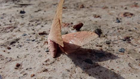 Close-up-of-Bombyx-mandarina,-the-wild-silk-moth,-an-insect-from-the-moth-family-Bombycidae