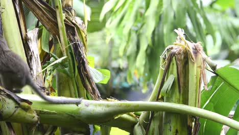 Der-Junge-Makakenaffe-Mit-Langem-Schwanz,-Der-Sich-Von-Bananenpflanzenblättern-Und-Schreien-Ernährt,-Stand-Auf