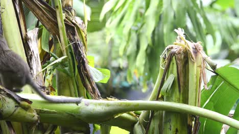 young long tail macaque monkey feeding on banana plant leaves and shouts stood up