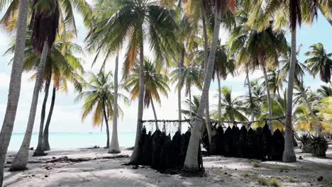 tahitian black pearl farming industry in french polynesia