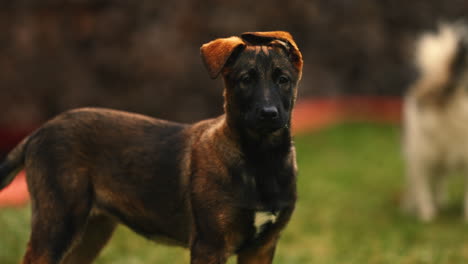 portrait of a curious purebred belgian malinois puppy, twisting his head and listening, with adorable messy ears