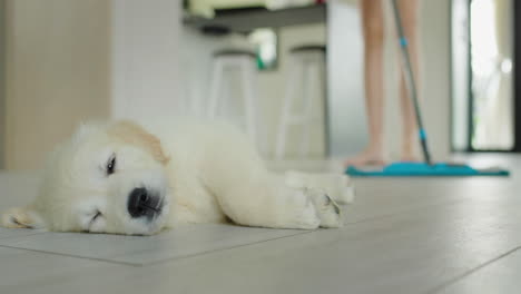 A-woman-is-cleaning-the-floor-with-a-mop-in-the-kitchen,-a-cute-puppy-of-a-golden-retriever-is-napping-in-the-foreground